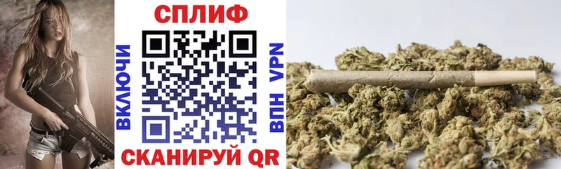 Конопля гибрид Гусиноозёрск